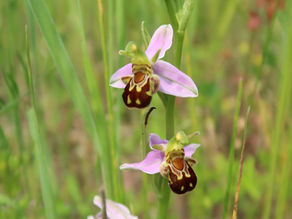 Heimische Orchideen bei Bergheim